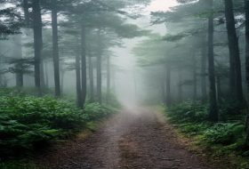 Hutan Pinus: Lebih dari Sekadar Udara Sejuk, Ini Cara Mendapatkannya Tanpa Keramaian?