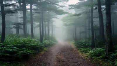 Hutan Pinus: Lebih dari Sekadar Udara Sejuk, Ini Cara Mendapatkannya Tanpa Keramaian?